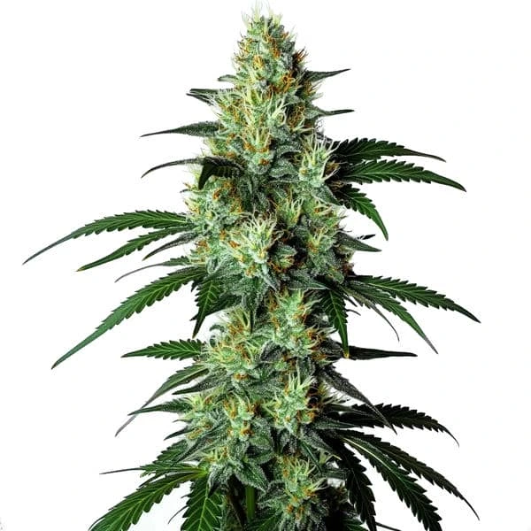 The Louis XIII cannabis plant with frosty buds and lush green leaves.