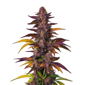 The LSD Auto cannabis plant with purple and orange foliage and dense, resin-covered buds.