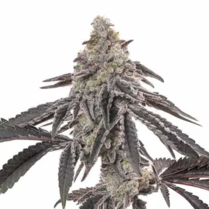 MAC (Miracle Alien Cookies) cannabis plant featuring a dense cluster of resinous buds with frosty trichomes and dark purple leaves.