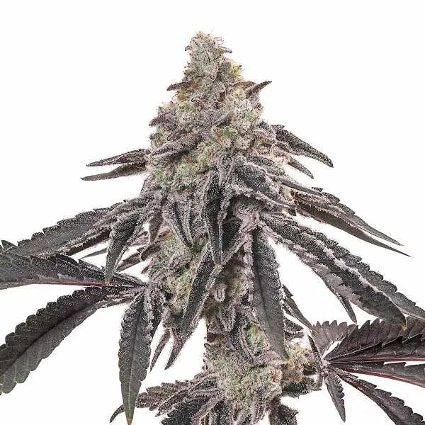 MAC (Miracle Alien Cookies) cannabis plant featuring a dense cluster of resinous buds with frosty trichomes and dark purple leaves.