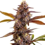 Mandarin Cookies cannabis plant with purple hues, dense buds, and a sweet citrus aroma, featuring orange pistils and frosty trichomes.