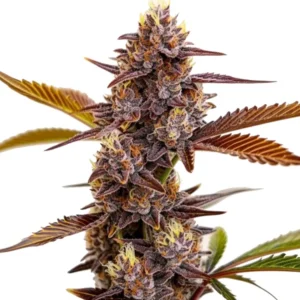 Mandarin Cookies cannabis plant with purple hues, dense buds, and a sweet citrus aroma, featuring orange pistils and frosty trichomes.