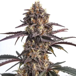 Moonshine Cookies Auto cannabis plant with dense frosty buds, purple leaves, and orange pistils