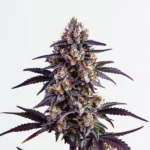 Motor Breath cannabis plant with deep purple leaves, dense frosty buds, and orange pistils