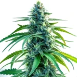 Nova OG cannabis plant with dense, frosty buds and bright green leaves.