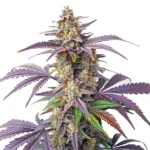 Peanut Butter Breath cannabis plant with dense buds, vibrant purple leaves, and orange pistils