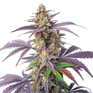 Peanut Butter Breath cannabis plant with dense buds, vibrant purple leaves, and orange pistils