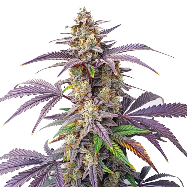 Peanut Butter Breath cannabis plant with dense buds, vibrant purple leaves, and orange pistils