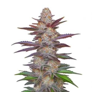 Purple Zkittlez Lemon Bean cannabis plant with colorful purple and green buds.