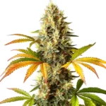 ed Super Skunk Auto cannabis strain with vibrant orange and green leaves.
