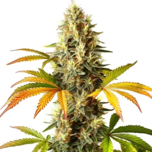 ed Super Skunk Auto cannabis strain with vibrant orange and green leaves.