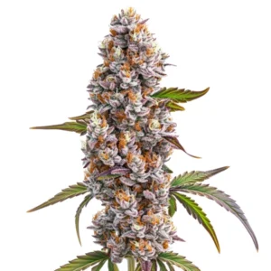 Freeze McFlurry Strain cannabis plant with frosty buds, purple and green leaves, and bright orange pistils