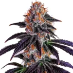 Sirius Black cannabis strain with frosty, resin-covered buds. The plant features deep purple leaves and orange pistils, creating a visually stunning appearance.