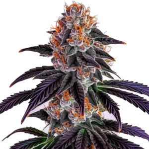 Sirius Black cannabis strain with frosty, resin-covered buds. The plant features deep purple leaves and orange pistils, creating a visually stunning appearance.