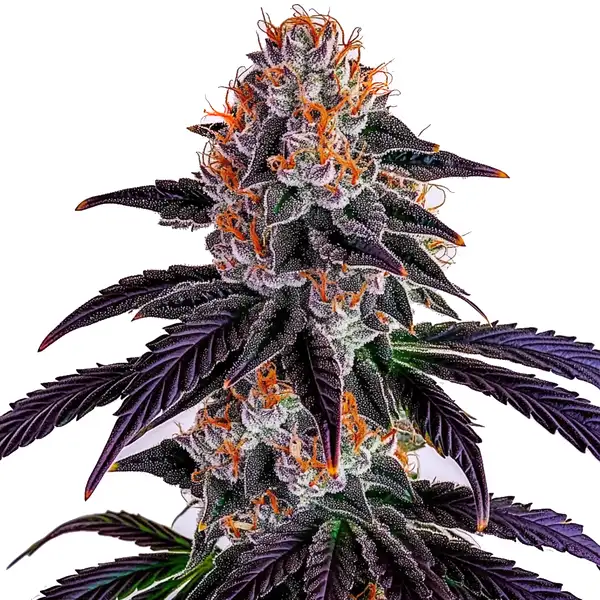 Sirius Black cannabis strain with frosty, resin-covered buds. The plant features deep purple leaves and orange pistils, creating a visually stunning appearance.