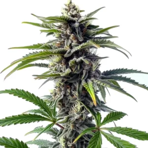 Star Killer Regular cannabis strain featuring dense buds covered in trichomes with dark green leaves. The plant has a frosty appearance and strong, resin-rich buds.