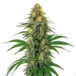 Tangie Regular cannabis strain with a green structure, thick resin-covered buds, and a distinct citrus aroma.