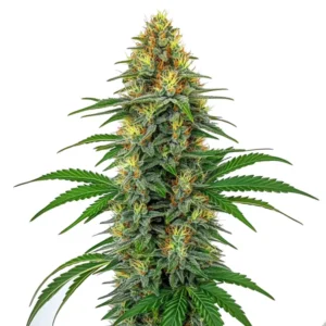 Tangie Regular cannabis strain with a green structure, thick resin-covered buds, and a distinct citrus aroma.