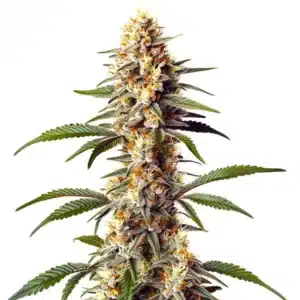 Alaskan x Kush x Brazil cannabis bud with a dense structure, resinous trichomes, and mixed green-orange hues.