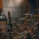 Hyper-realistic outdoor cannabis farm at dusk, with reddish-brown plants and a blurred building in background.