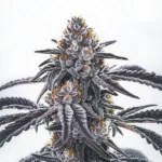 Shimmering Frosty Blue OG strain with blue and silver highlights.