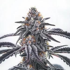 Shimmering Frosty Blue OG strain with blue and silver highlights.