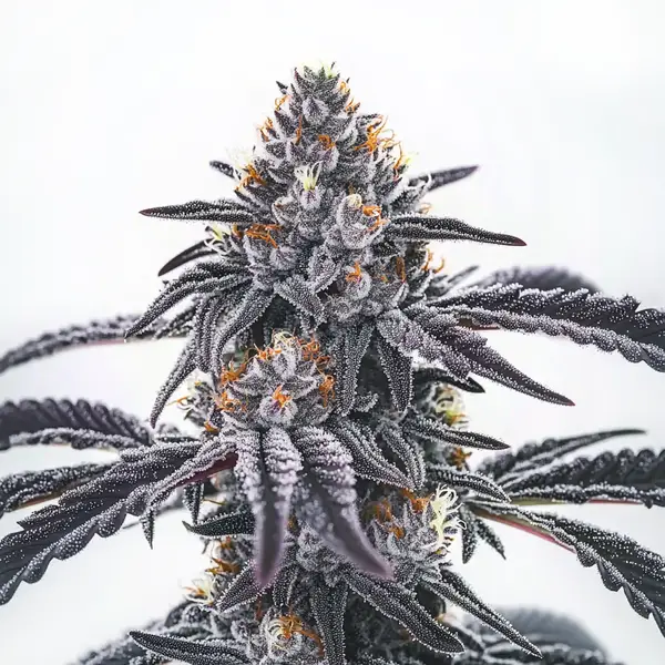 Shimmering Frosty Blue OG strain with blue and silver highlights.