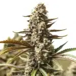 Gelato x London Pound Cake bud with frosty trichomes and dark green-purple leaves.