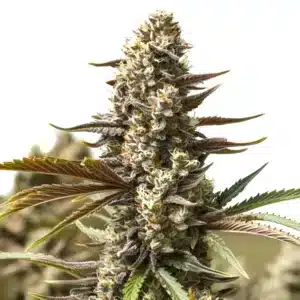 Gelato x London Pound Cake bud with frosty trichomes and dark green-purple leaves.