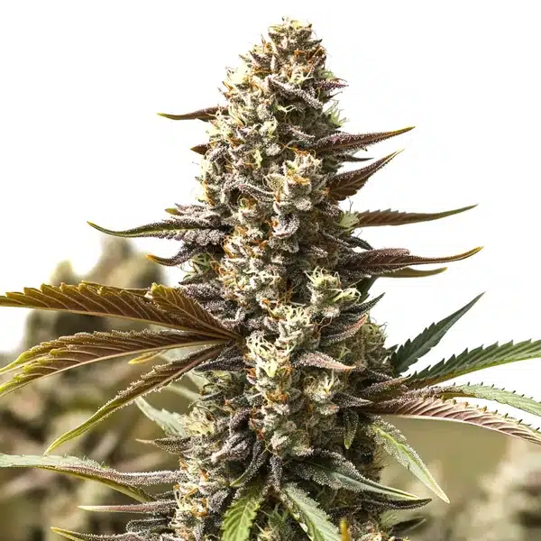 Gelato x London Pound Cake bud with frosty trichomes and dark green-purple leaves.