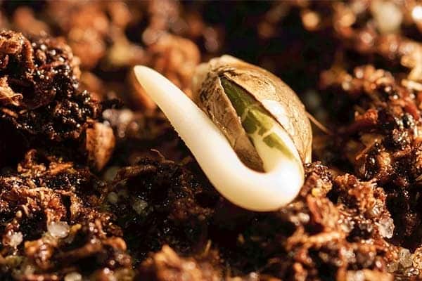Germination cannabis seeds