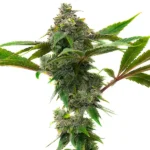 Frosty buds of Mac & Cheese strain with creamy and pungent aroma.