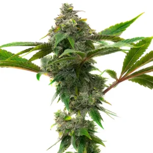 Frosty buds of Mac & Cheese strain with creamy and pungent aroma.