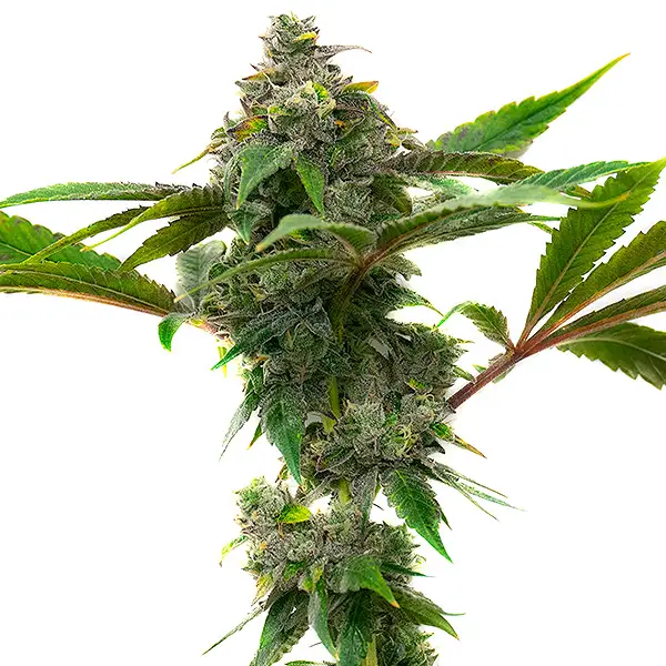 Frosty buds of Mac & Cheese strain with creamy and pungent aroma.