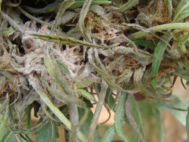 The cannabis problems can Hydrogen Peroxide solve