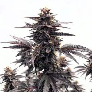 Close-up of a Black Runtz cannabis plant showing dark purple buds and dense resin coating.