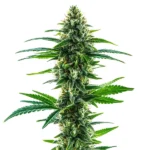 Khalifa Kush cannabis strain with dense buds covered in frosty trichomes, showcasing green leaves and a relaxing aroma.