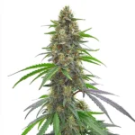 Permanent Maker Strain Seeds with dense cannabis cola with frosty trichomes and orange pistils, featuring green and purple fan leaves