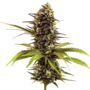 Close-up of a Sleepy Joe Strain cannabis plant with purple buds and green leaves.