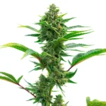 The Toad seeds cannabis plant with a tall structure, vibrant green leaves, dense buds, and frosty trichomes against a white background