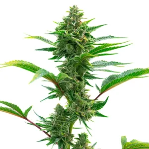 The Toad seeds cannabis plant with a tall structure, vibrant green leaves, dense buds, and frosty trichomes against a white background