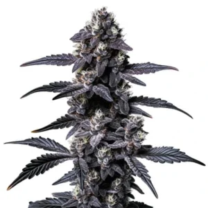 Zoap cannabis strain with dark purple buds, a frosty coating, and distinct leaves, offering a robust appearance and a rich color contrast.