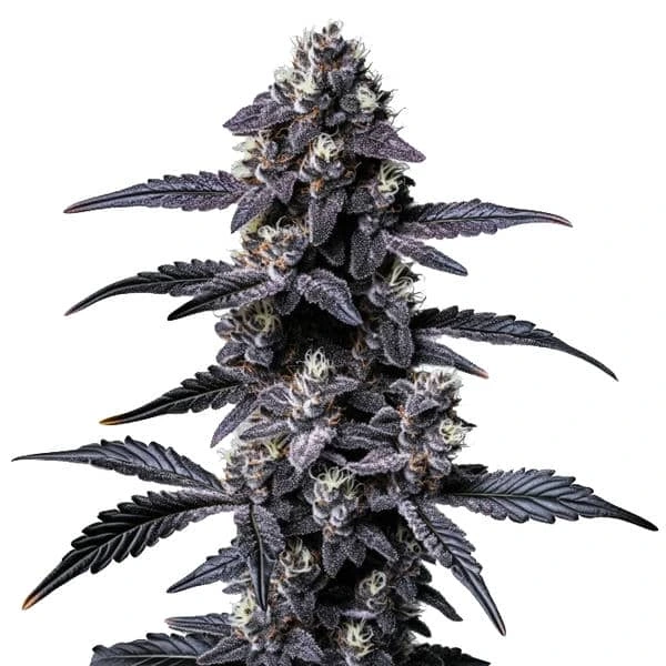 Zoap cannabis strain with dark purple buds, a frosty coating, and distinct leaves, offering a robust appearance and a rich color contrast.