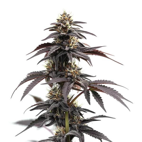 Head Band Auto cannabis plant with lemon-scented buds and hybrid effects from Blimburn Seeds