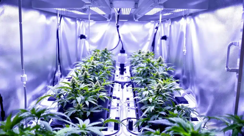 Hydroponic system with cannabis plants in an indoor cultivation environment.