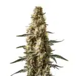 Skunk Kush Auto cannabis plant with dense buds, dark green leaves, and orange pistils.