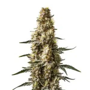 Skunk Kush Auto cannabis plant with dense buds, dark green leaves, and orange pistils.