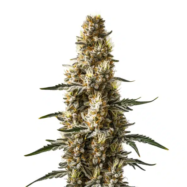 Skunk Kush Auto cannabis plant with dense buds, dark green leaves, and orange pistils.