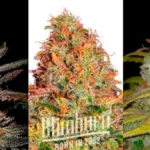 Strongest cannabis Strain