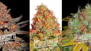 Strongest cannabis Strain